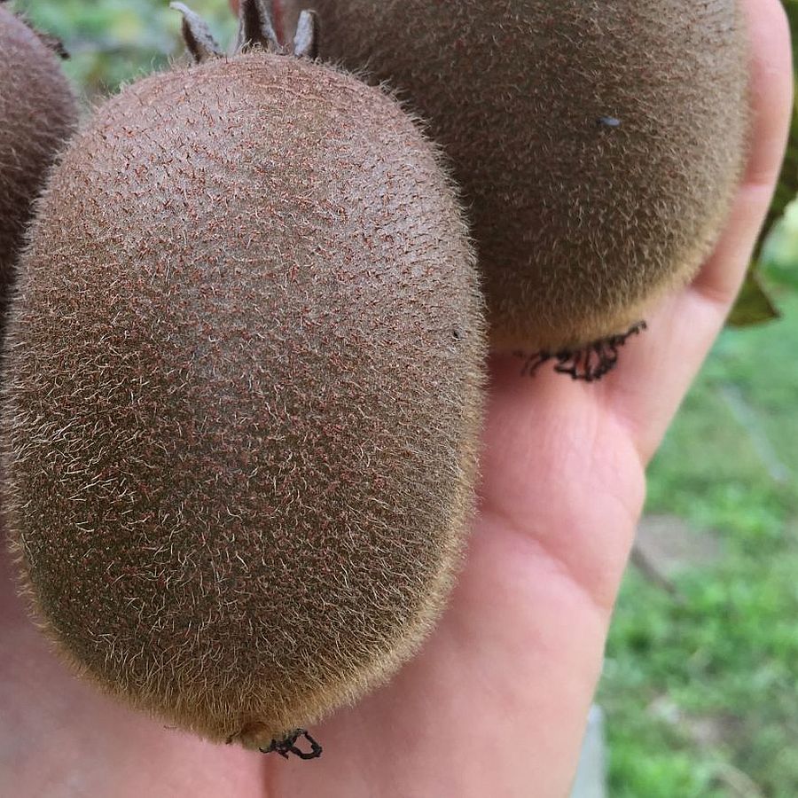 Kivi termős Actinidia deliciosa 'Giant Kiwi'